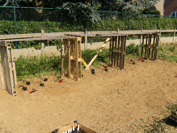le positionnements des plants "maison" TROOST VAN VILVOORDE ( gloire de vilvorde)