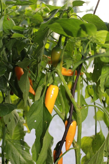 bulgarian carrot 2910.JPG