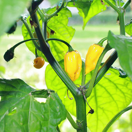 fatalii jaune 2910.JPG