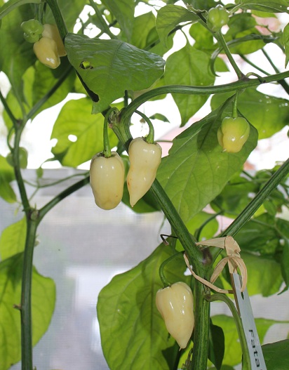 fatalii white 2910.JPG