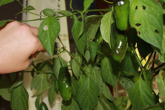 hyperpube fruits 2910.JPG