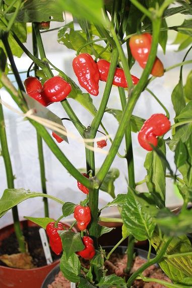 turk s cap 2910.JPG