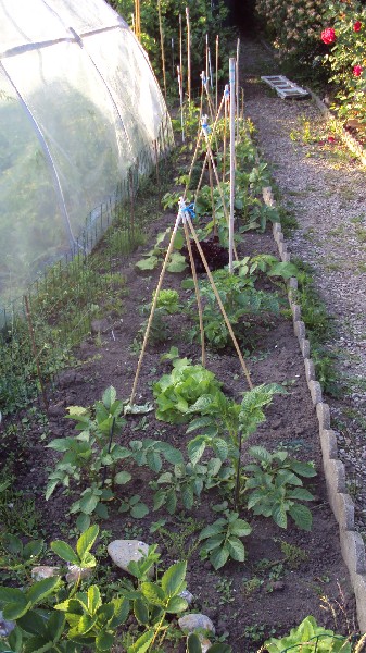 potager enfants_210610_1.JPG