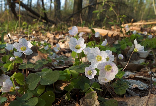 Oxalis_acetosella.jpg