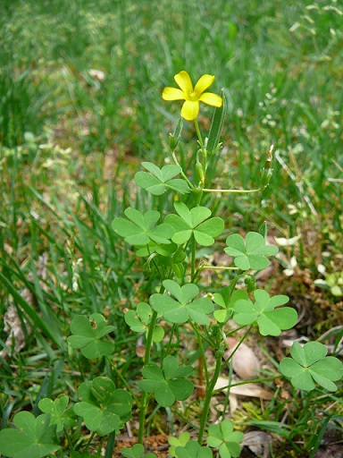 oxalis-stricta.JPG