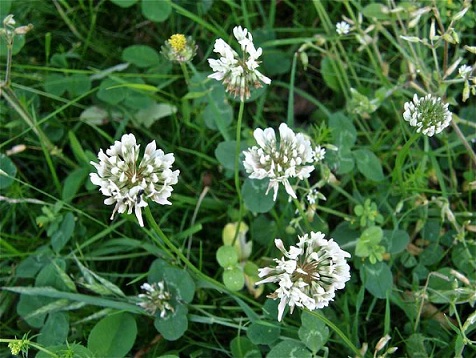 trefle-blanc-trifolium-repens.jpg