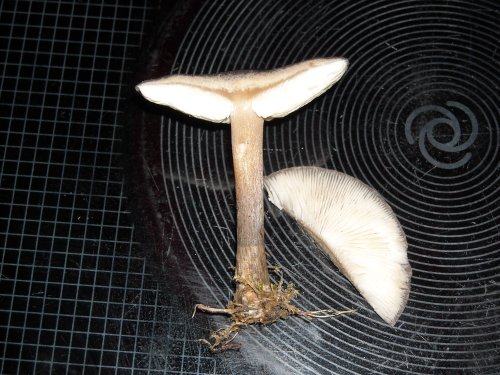 DSCN0093.JPG