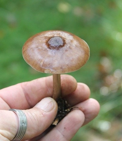 Plutée cerf 0410.JPG