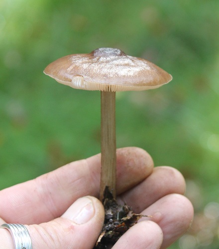 Plutée du cerf 0410.JPG