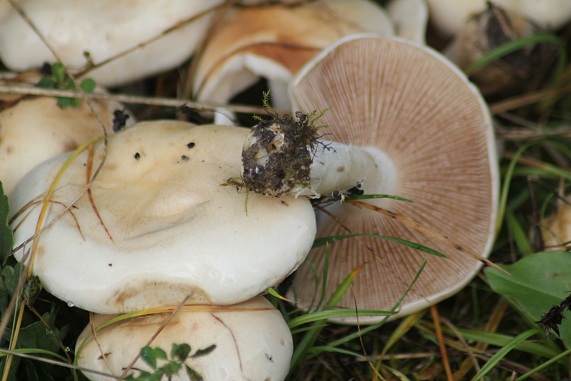 Hebeloma crustuliniforme.JPG
