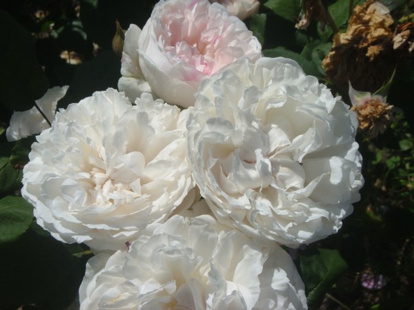 Winchester Cathédral