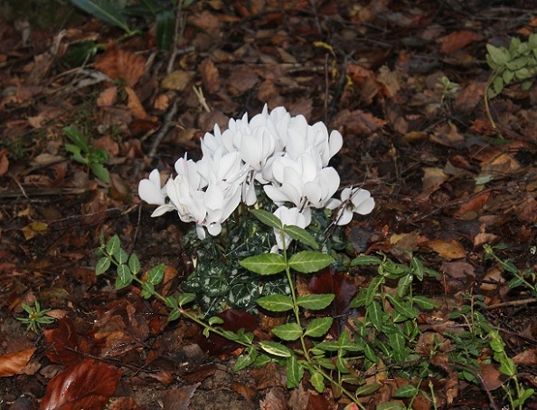 cyclamen de Naples 1312.JPG