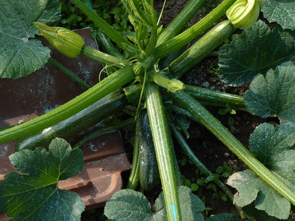 courgettes