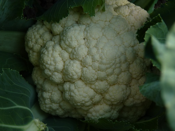 chou fleur