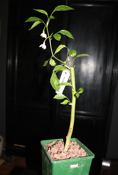 piment hiver 002.JPG