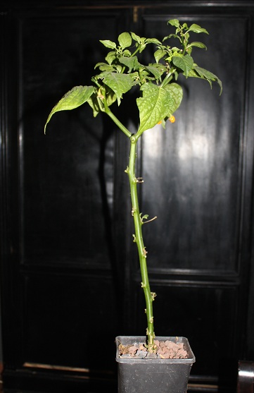 piment hiver 003.JPG