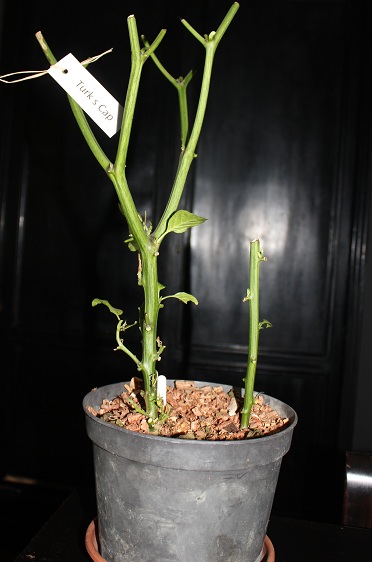 piment hiver 005.JPG