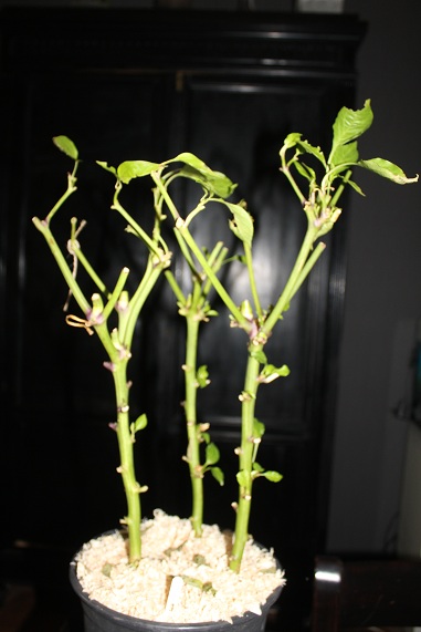 piment hiver 007.JPG