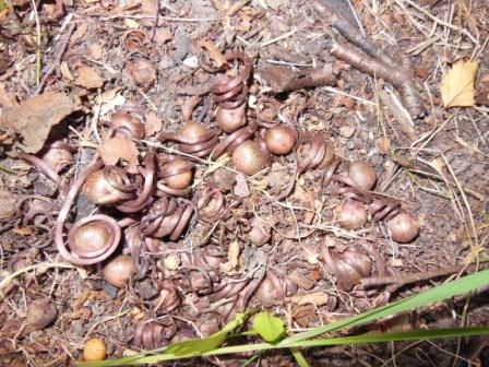 Graines de cyclamens.JPG
