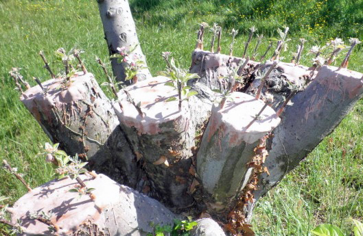 pommier pg.JPG