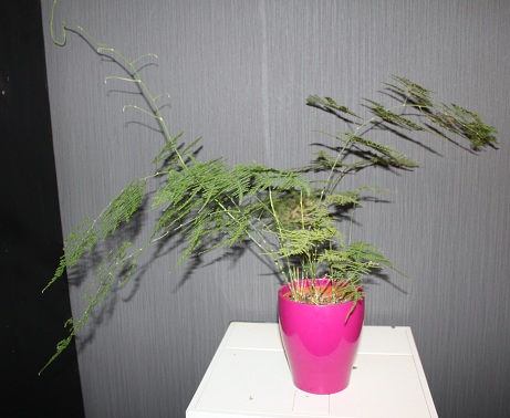 kokedama 003.JPG