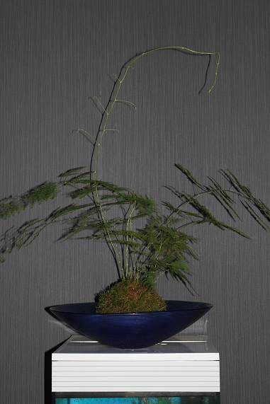 kokedama 007.JPG