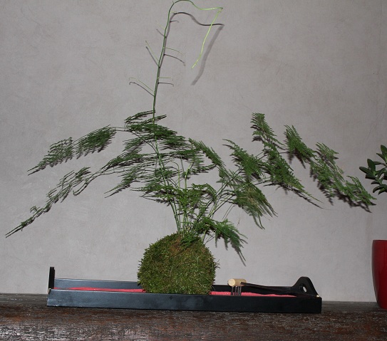 kokedama 010.JPG