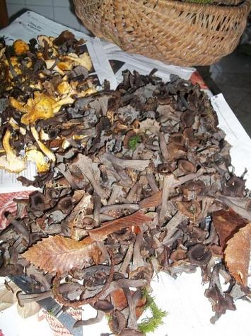 une de mes récoltes 2013 j'en et fait 5 d'a peu prés 3kg