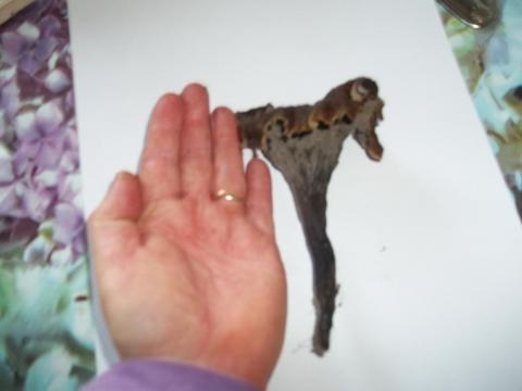 mon plus beau spécimen de l'année2013