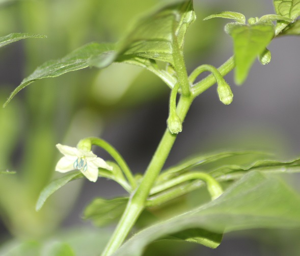 yellow fatalii 19022014.JPG