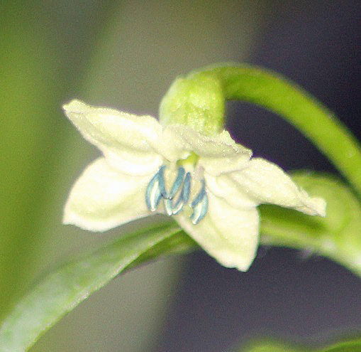 yellow fatalii fleur.JPG