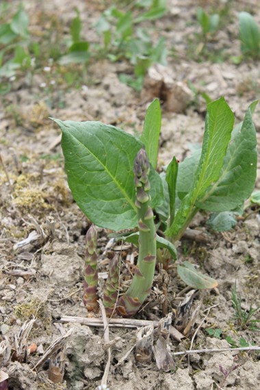 asperges.jpg