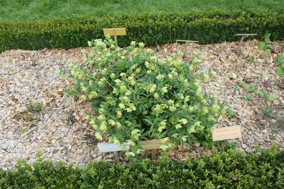 ellebore vert.jpg
