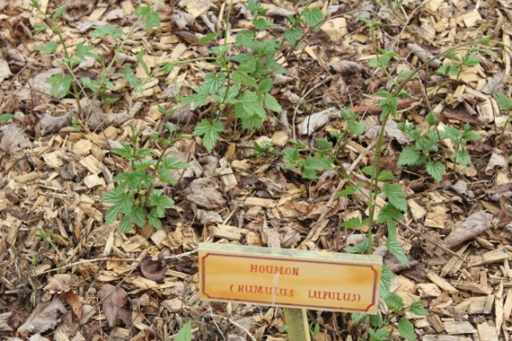 houblon.jpg