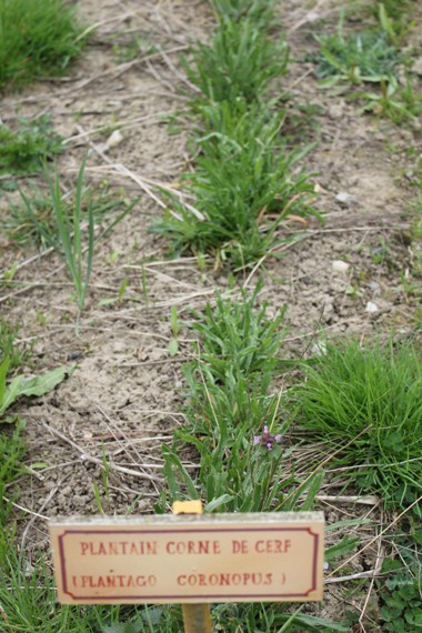 plantain corne de cerf.jpg