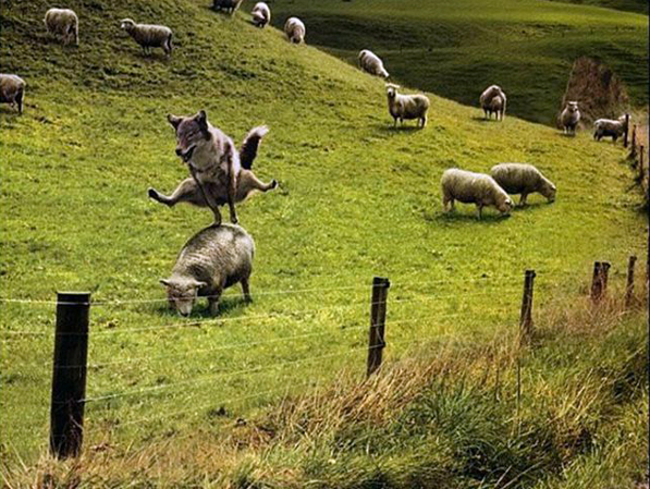 saute-moutons.jpg