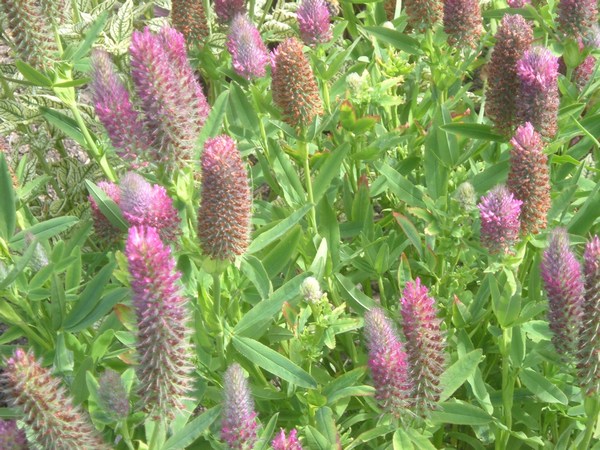 Trifolium Rubens