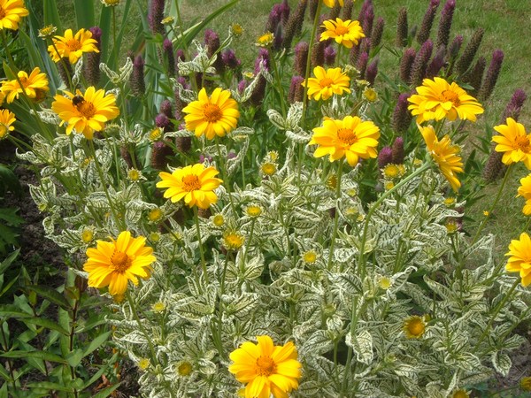 Héliopsis Hélianthoide Loraine Sunshine