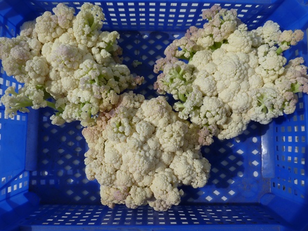 choux fleurs