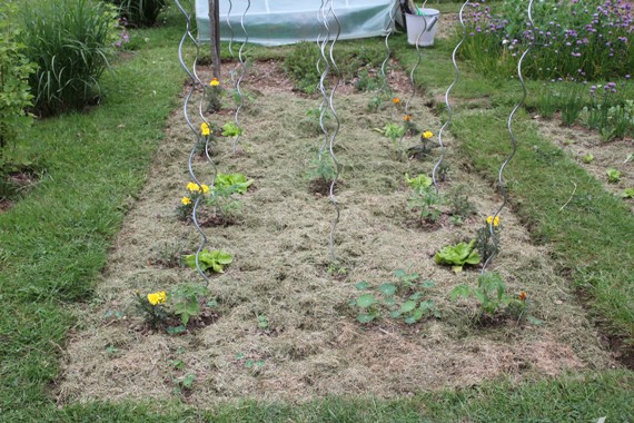 tomates parcelle 2205.jpg