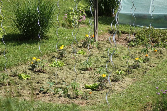 tomates plantation 2014.jpg