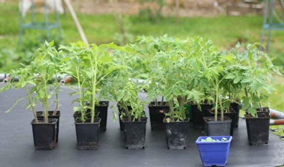 tomates 2105.jpg