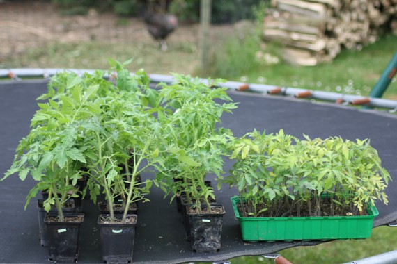 tomates B 2105.jpg