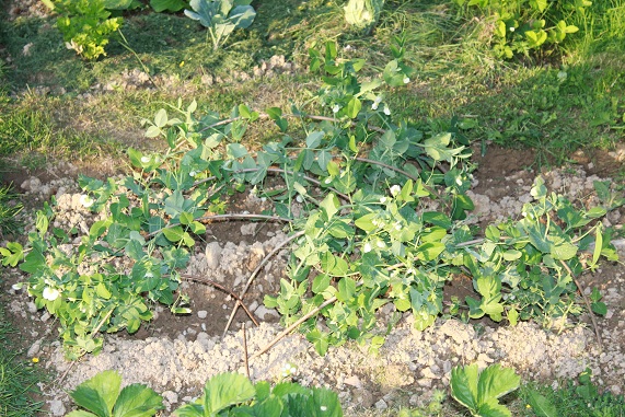 Pois nains 0506.JPG