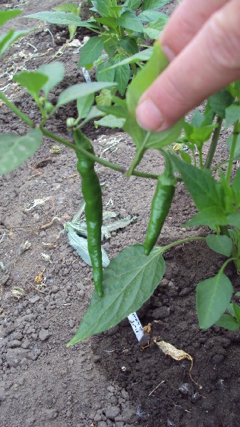 Cayenne_serre_300610.JPG