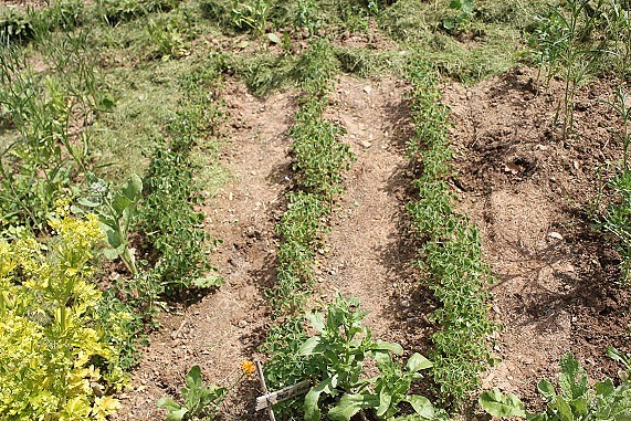 Oca A 1406.JPG