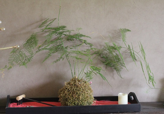 kokedama 1506.JPG