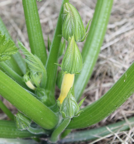 courgette jaune 2006.JPG