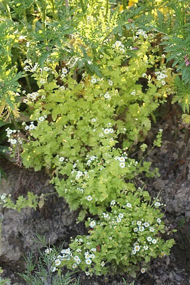 tanaisie isla gold 1806.JPG