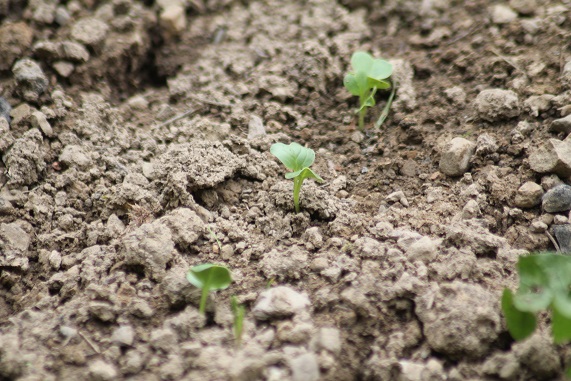 daikon 1806.JPG